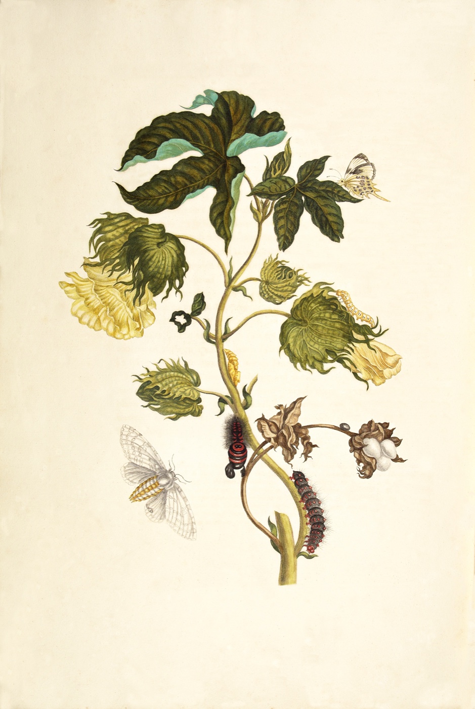 An 18th-century botanical plate of a cotton plant with green leaves, seed pods, and a caterpillar and moth on the stem.